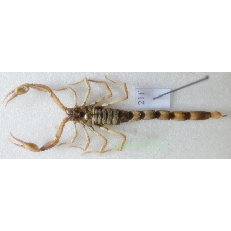 Mesobuthus martensii (Karsch, 1879) +60mm Indonesia, Java Is21f